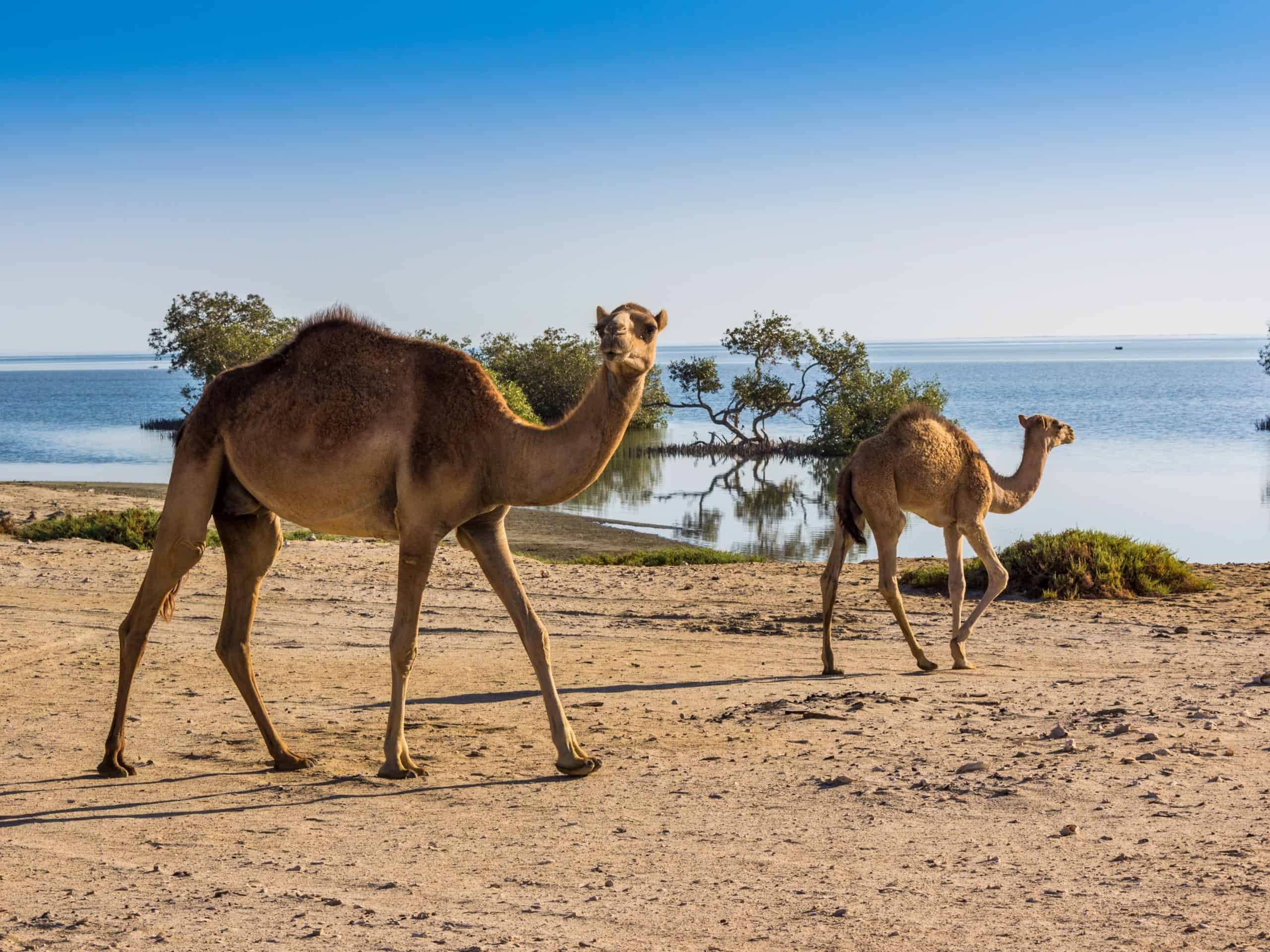 Kamele auf Safari (c) Bortoli Manfred