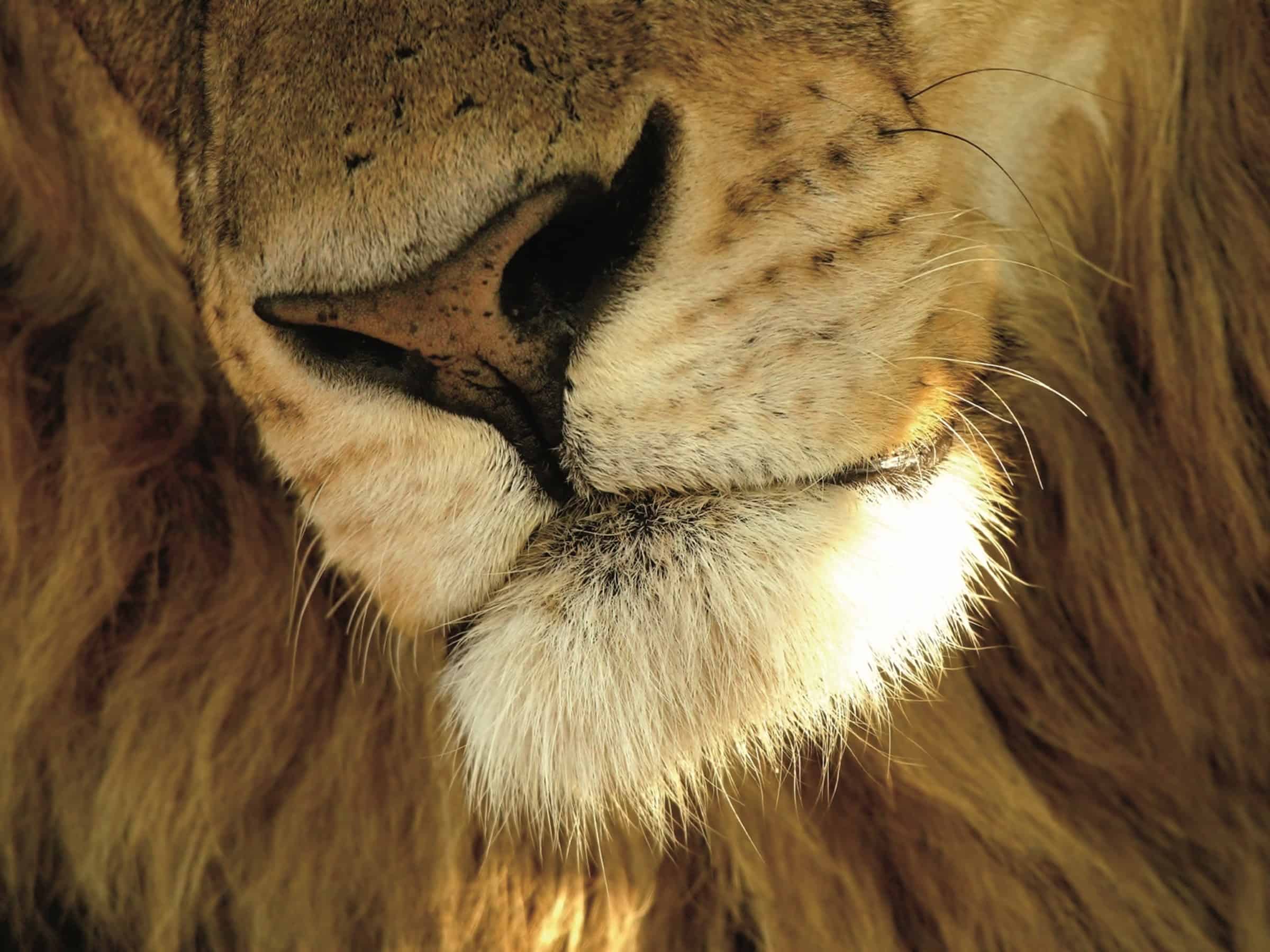 Löwe aus AFRICA von Michael Poliza (c) teNeues
