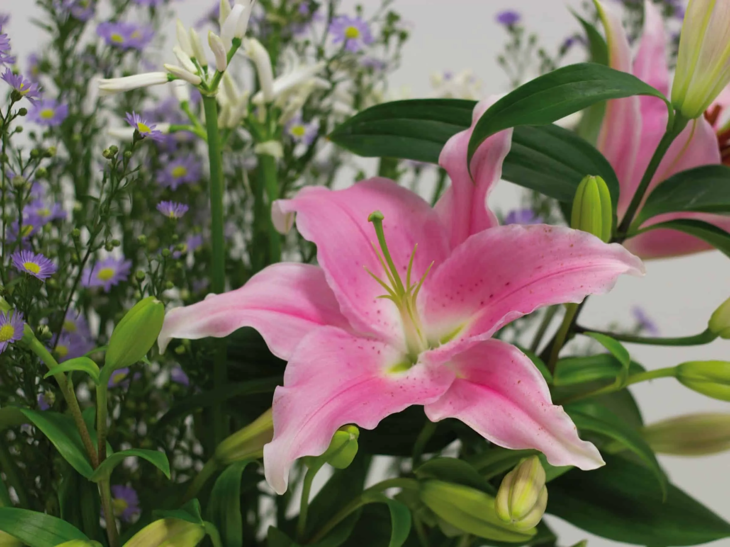 Muttertagsgrüße (c) MIFLORA