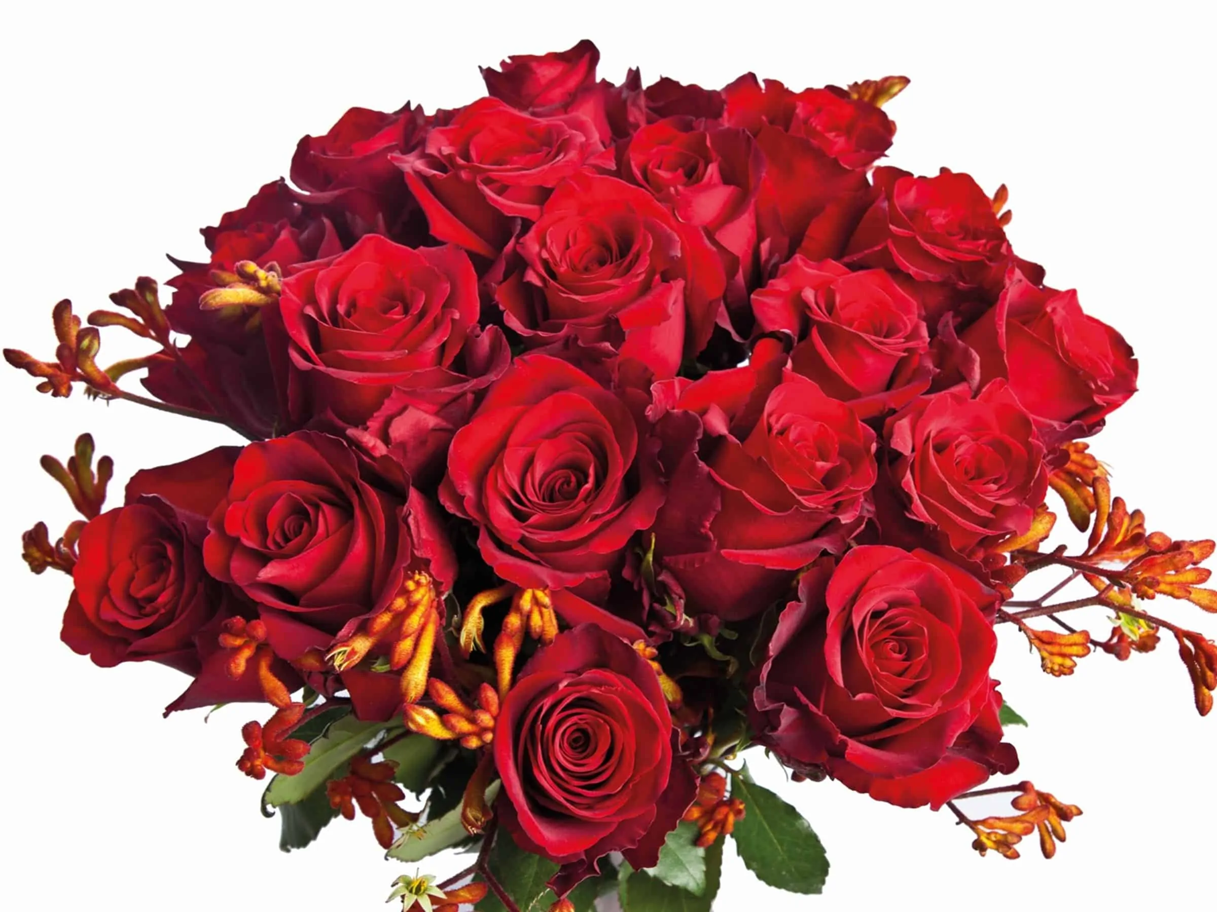 Rote Rosen (c) MIFLORA